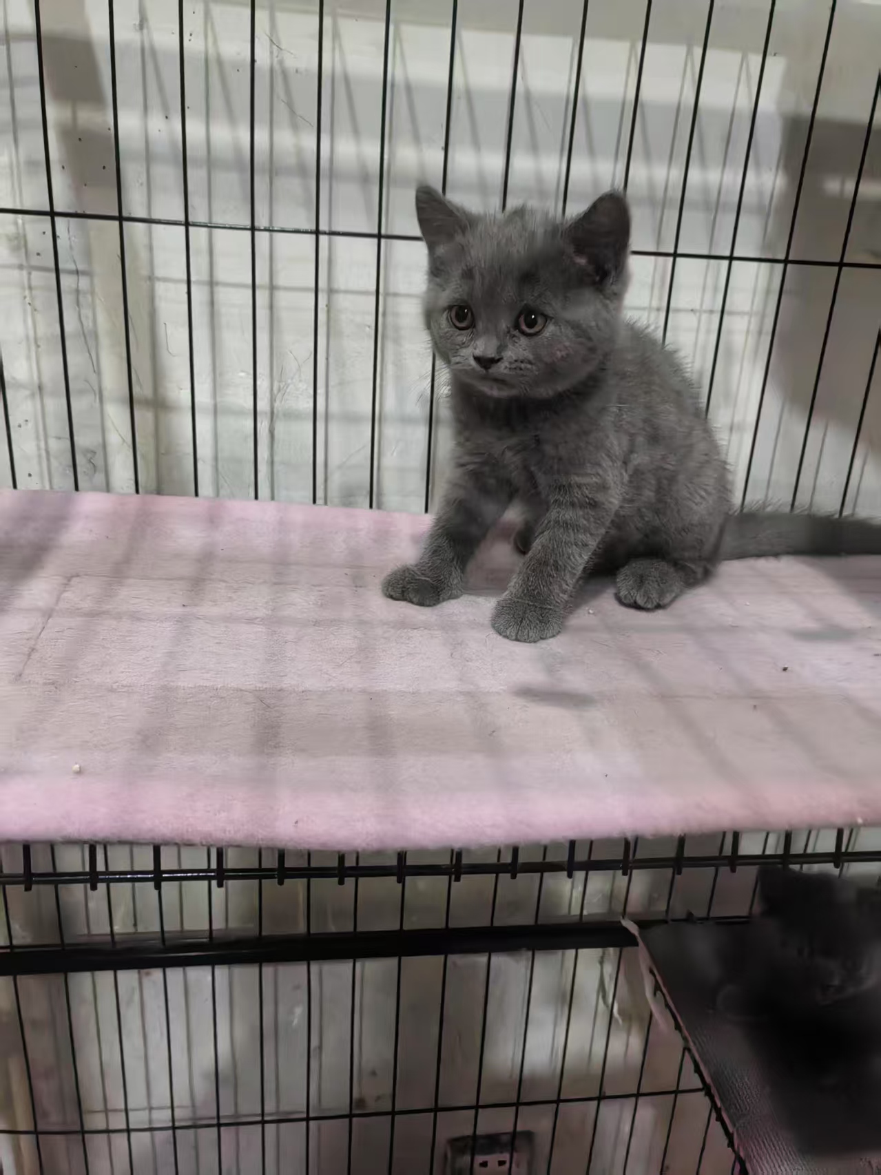 蓝猫之家